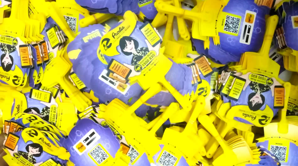 Kipas Promosi Bahan Plastik PVC Prodia